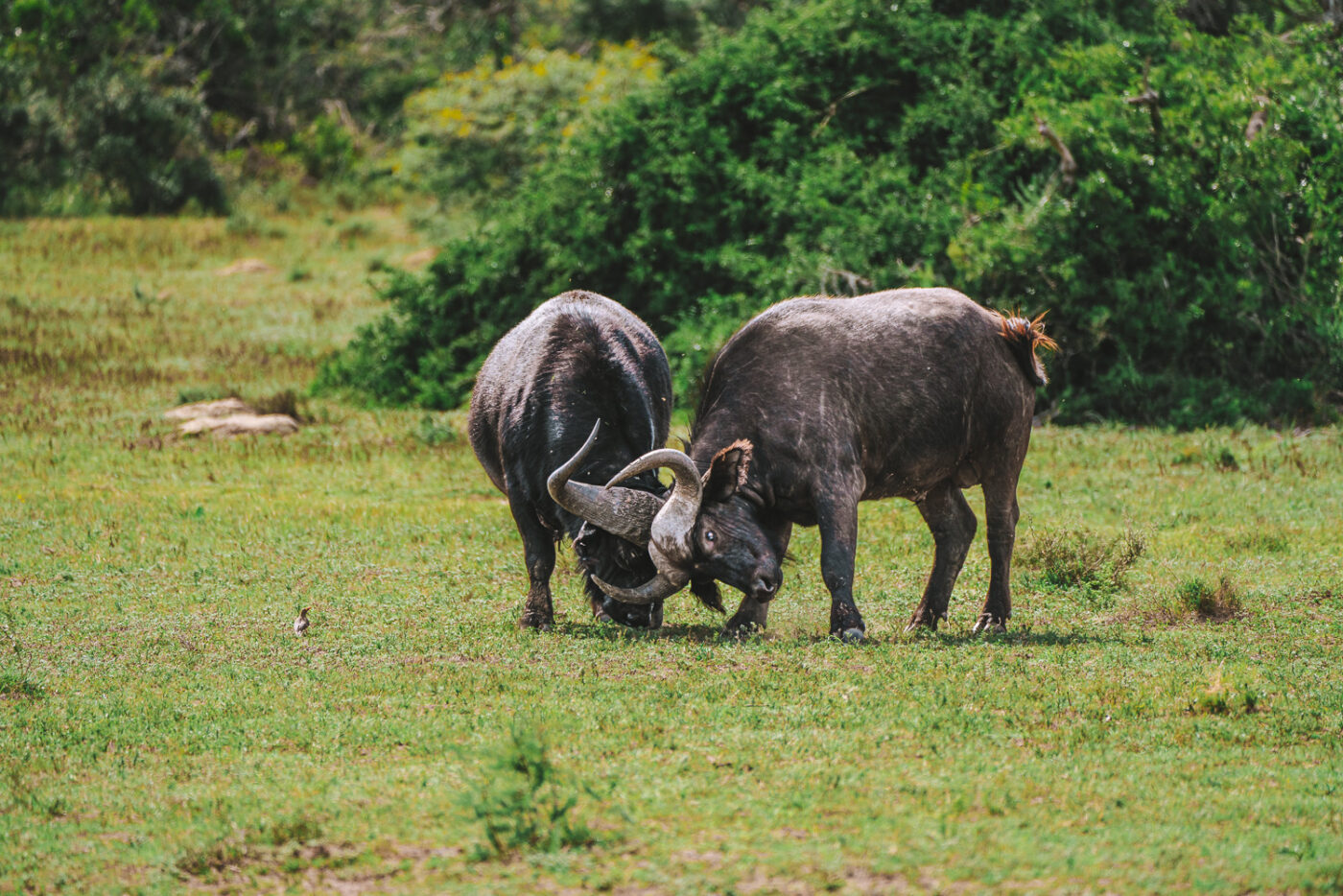 South Africa Amakhala Game Reserve safari buffalo 02598