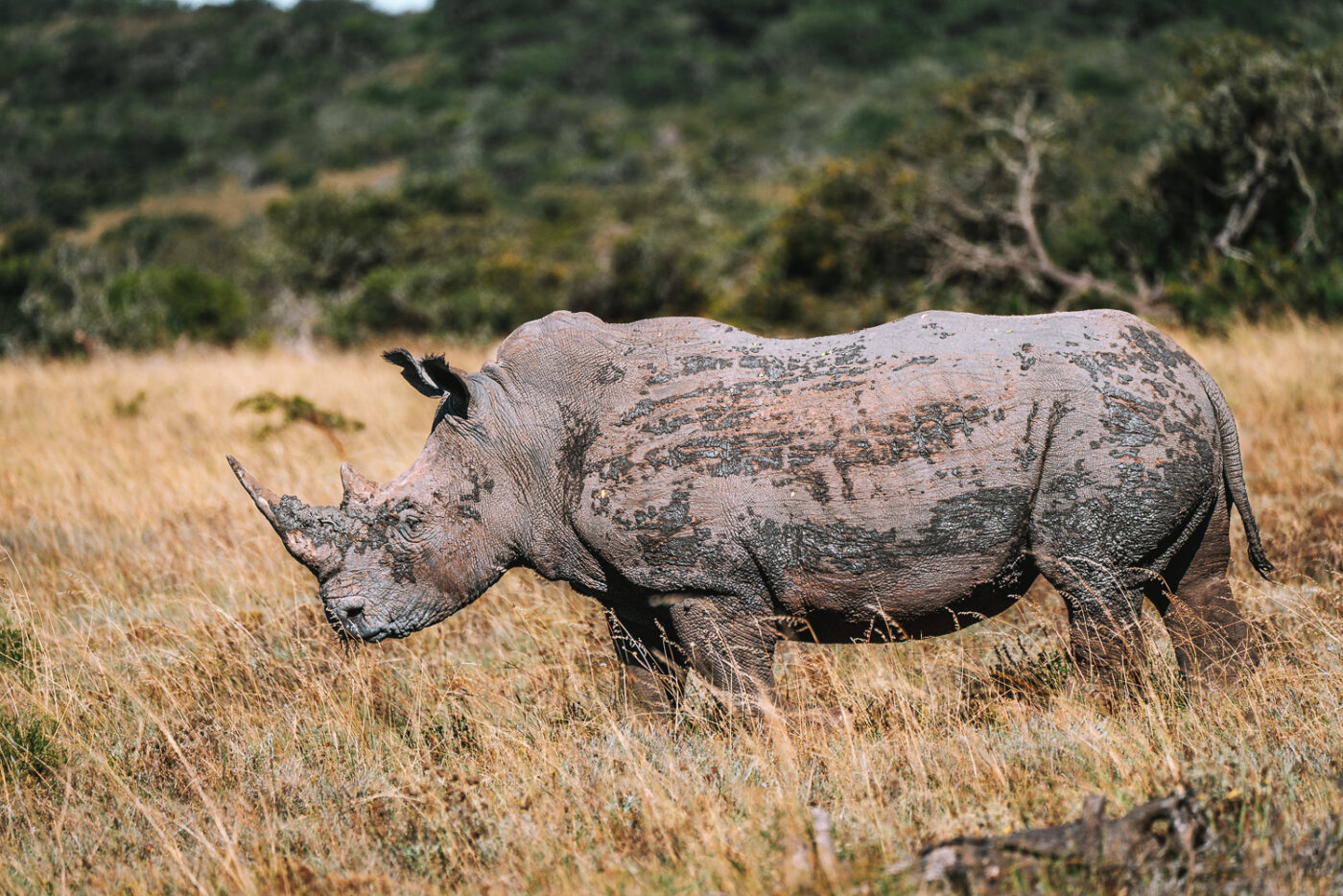 South Africa Amakhala Game Reserve safari rhino 02535