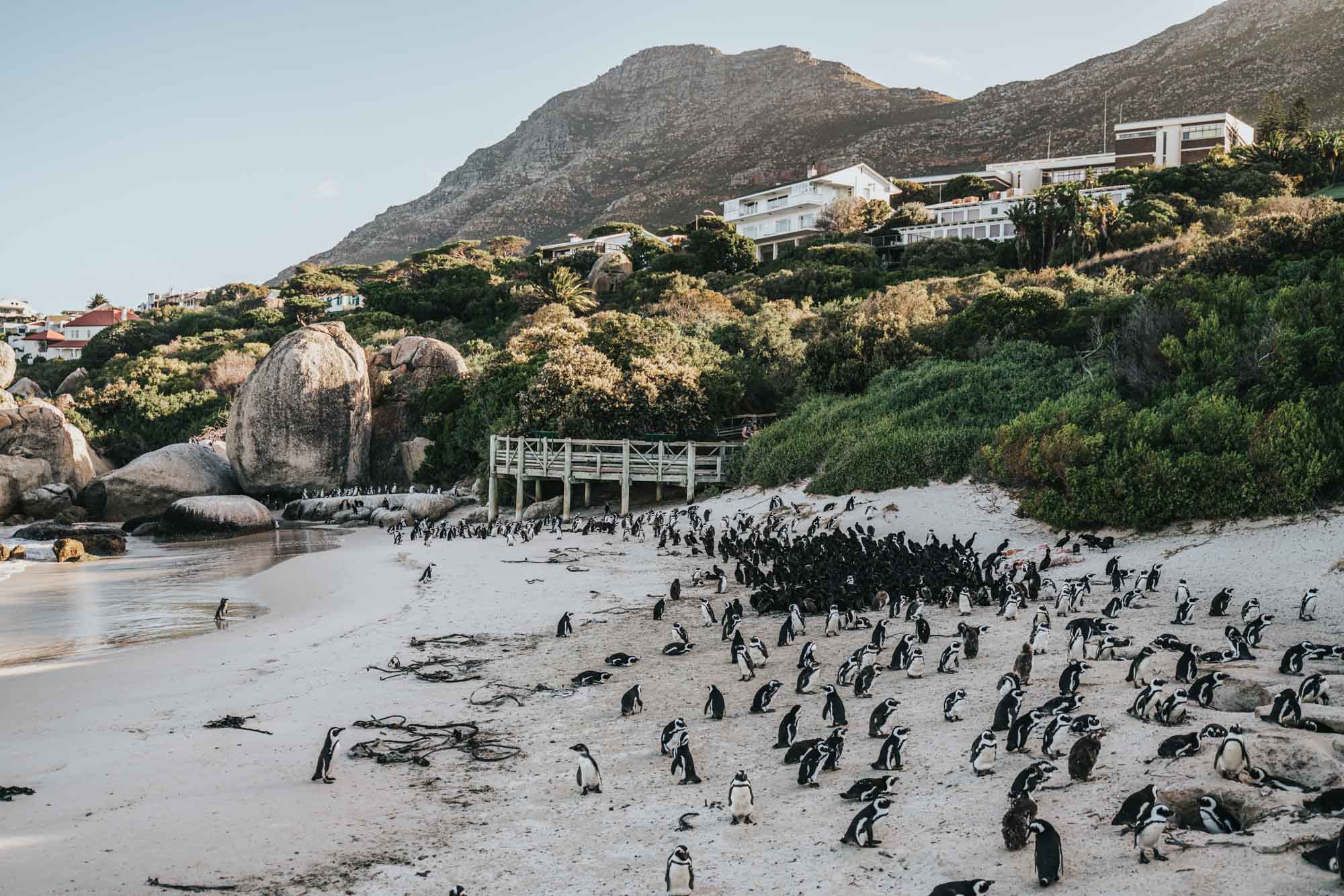 African penguins on Boulders Beach