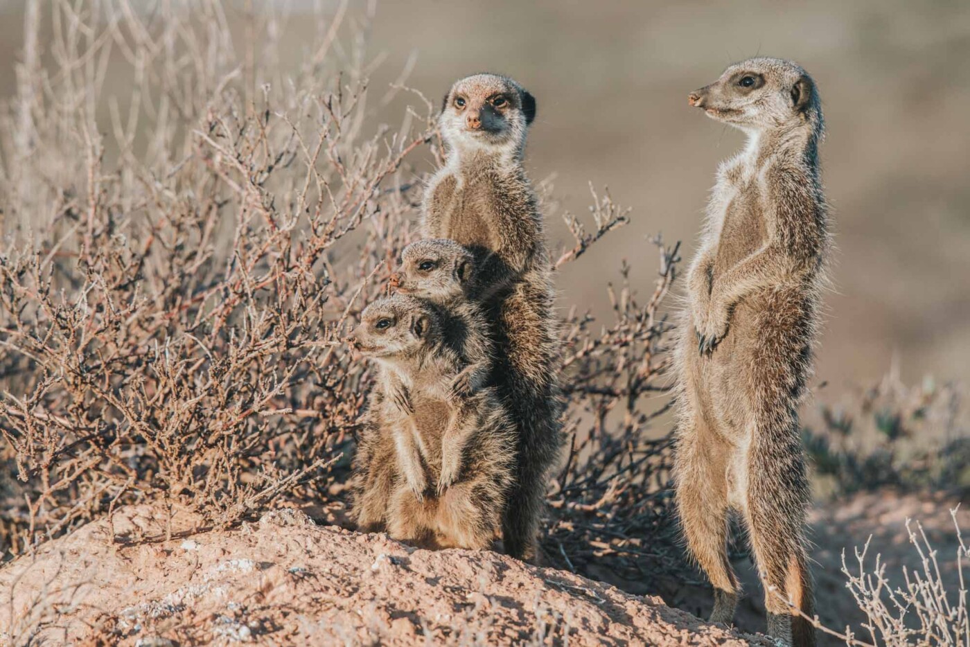 Meerkats experience, Oudtshoorn, Garden Route