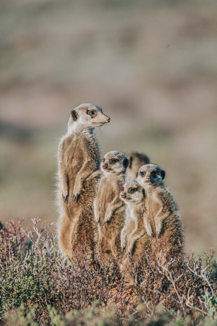 Meerkats experience, Oudtshoorn, Garden Route