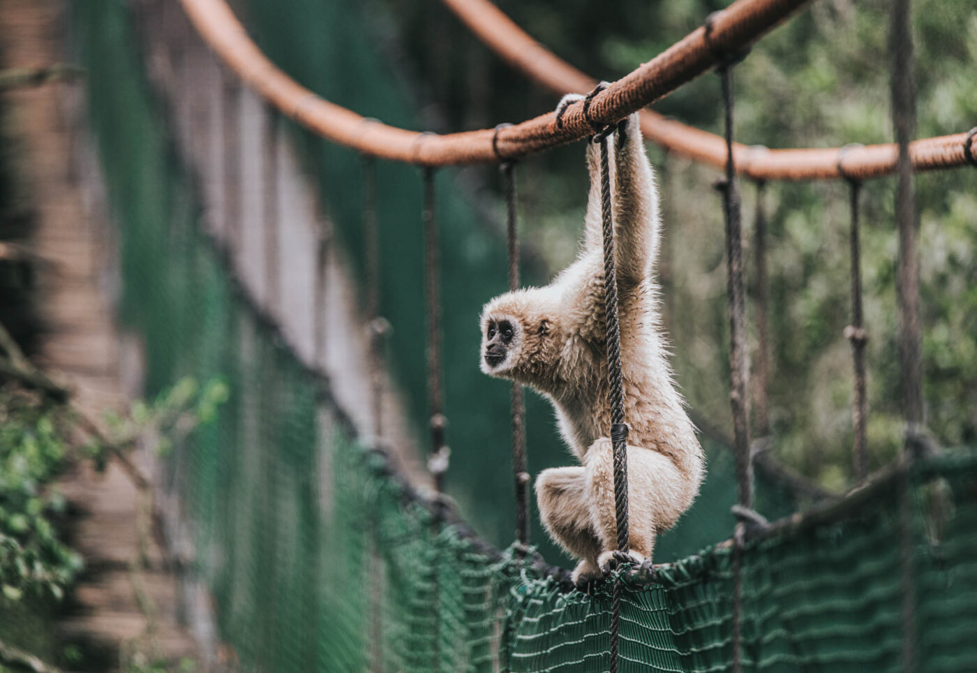 Gibbon at Monkeyland in Plettenberg Bay