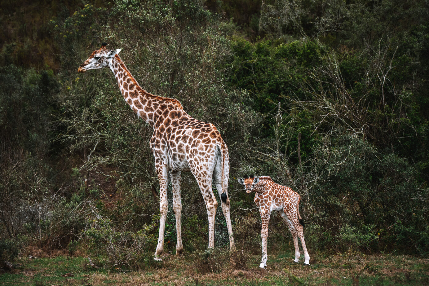 South Africa Gondwana Game Reserve safari giraffe 06663