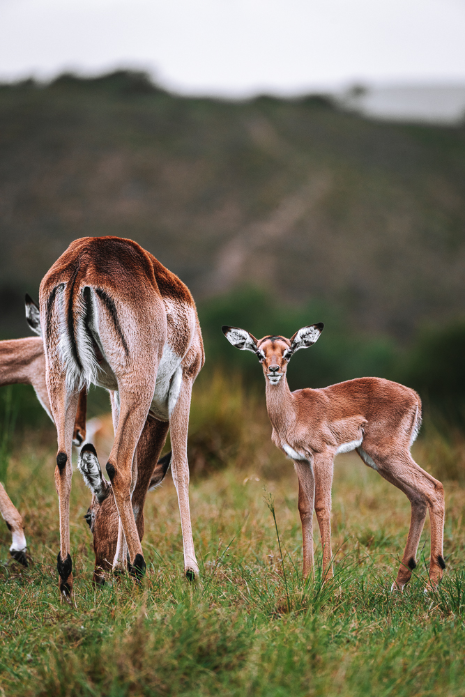 South Africa Gondwana Game Reserve safari impala 03116