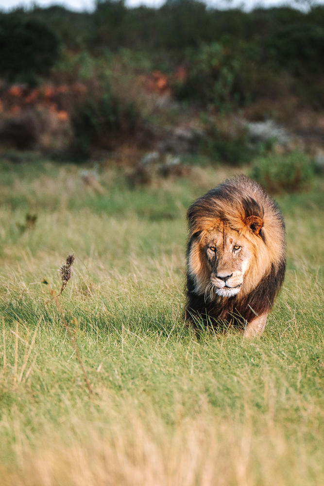 South Africa Gondwana Game Reserve safari lion 02893