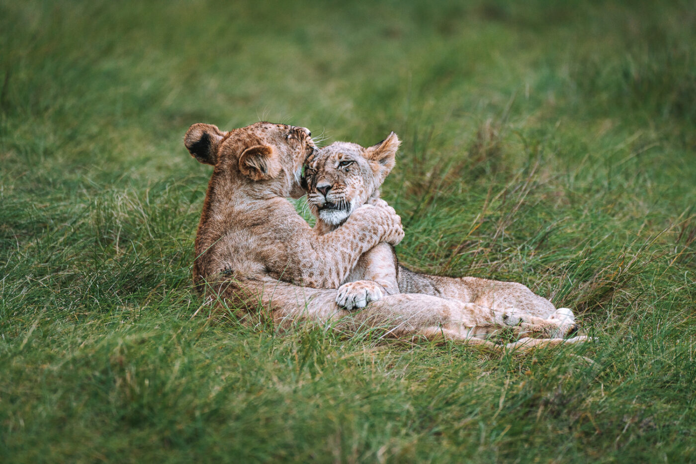 South Africa Gondwana Game Reserve safari lion cubs 02967