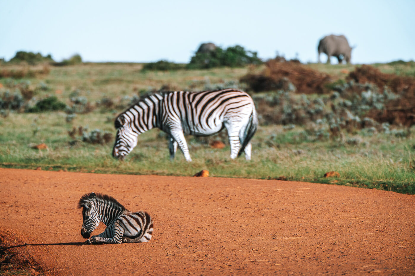 South Africa Gondwana Game Reserve safari zebra 02877