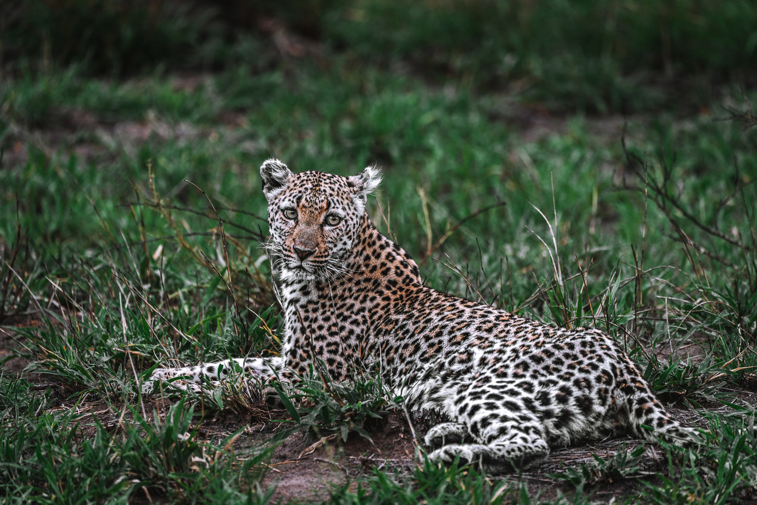 South Africa Kruger Sabi Sands Cheetah Plains leopard 01146
