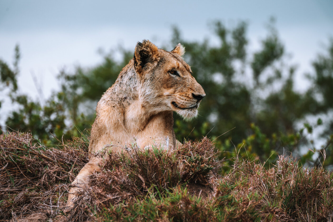 South Africa Kruger Sabi Sands Cheetah Plains lion 01092