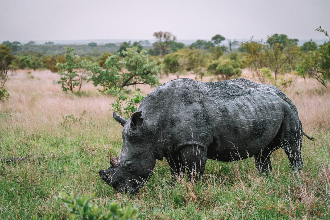 South Africa Kruger Sabi Sands Cheetah Plains rhino 01137