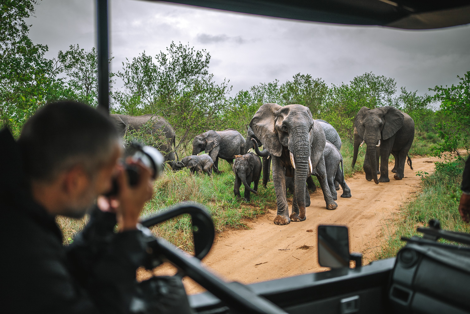 Elephant encounter on a safari at Cheetah Plains Private Game Reserve