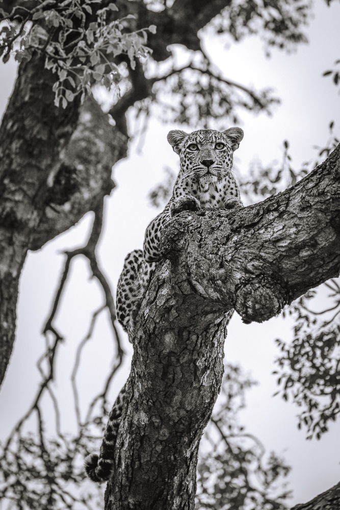 South Africa Kruger Sabi Sands Cheetah Plains safari leopard 01182