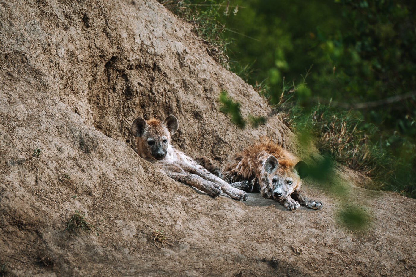South Africa Kruger Sabi Sands Cheetah Plains safri hyenas 05759