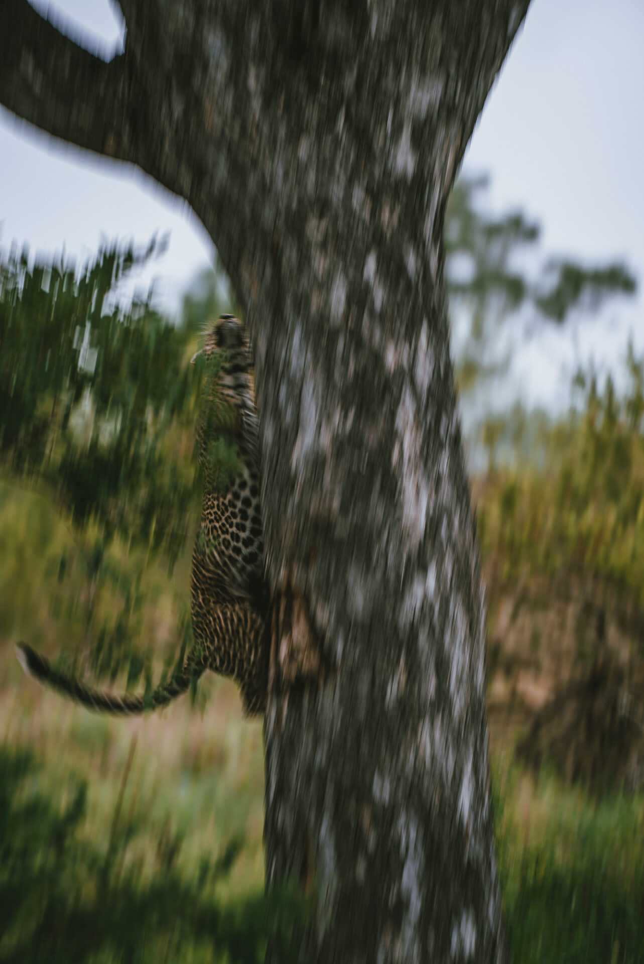 South Africa Kruger Sabi Sands leopard 05848