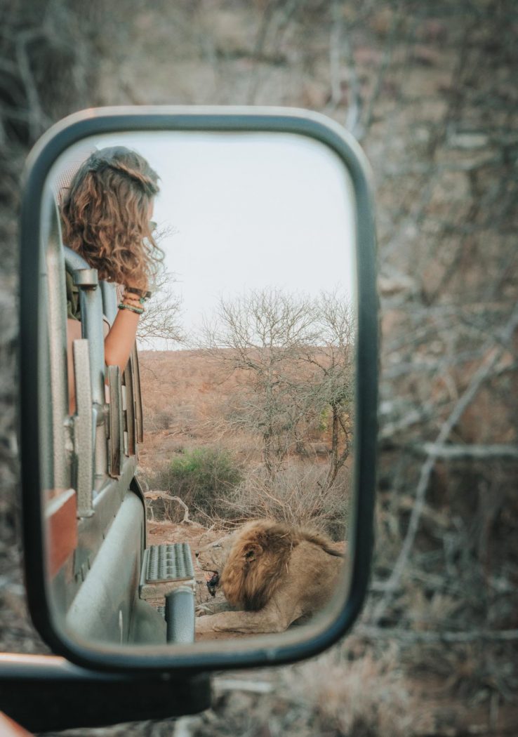 South Africa Kruger Singita safari Oksana lion 03150