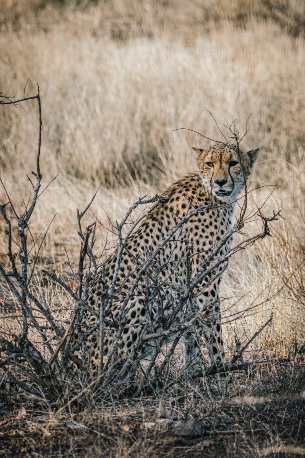 South Africa Kruger Singita safari cheetah 02821