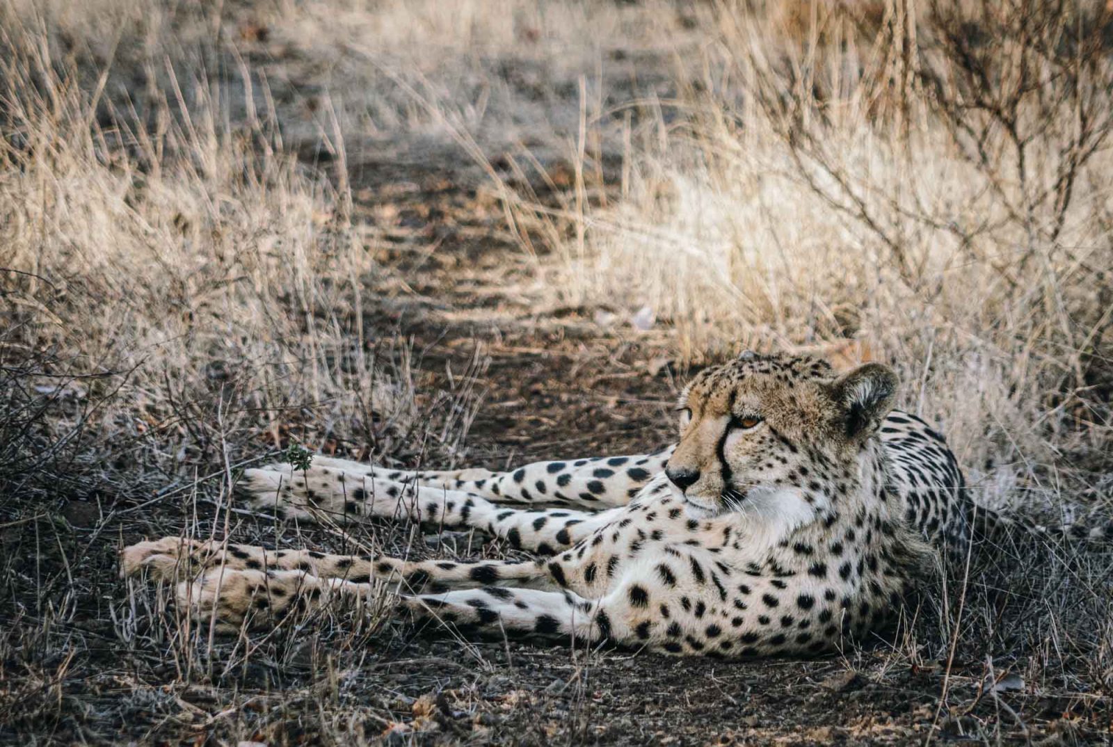 South Africa Kruger Singita safari cheetah 02827