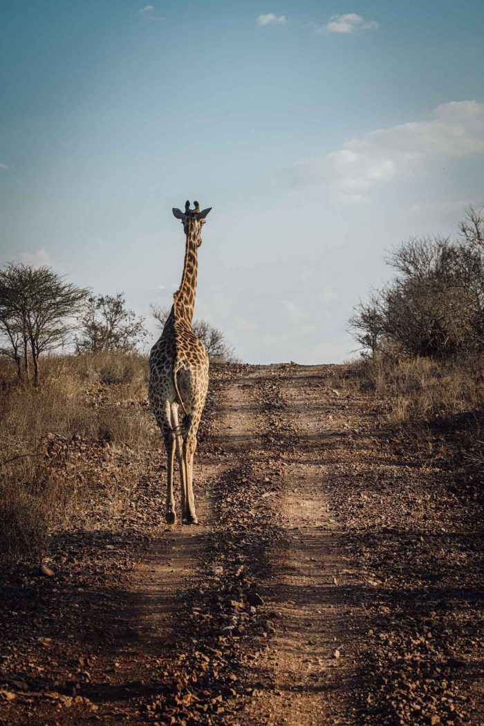 South Africa Kruger Singita safari giraffe 03124