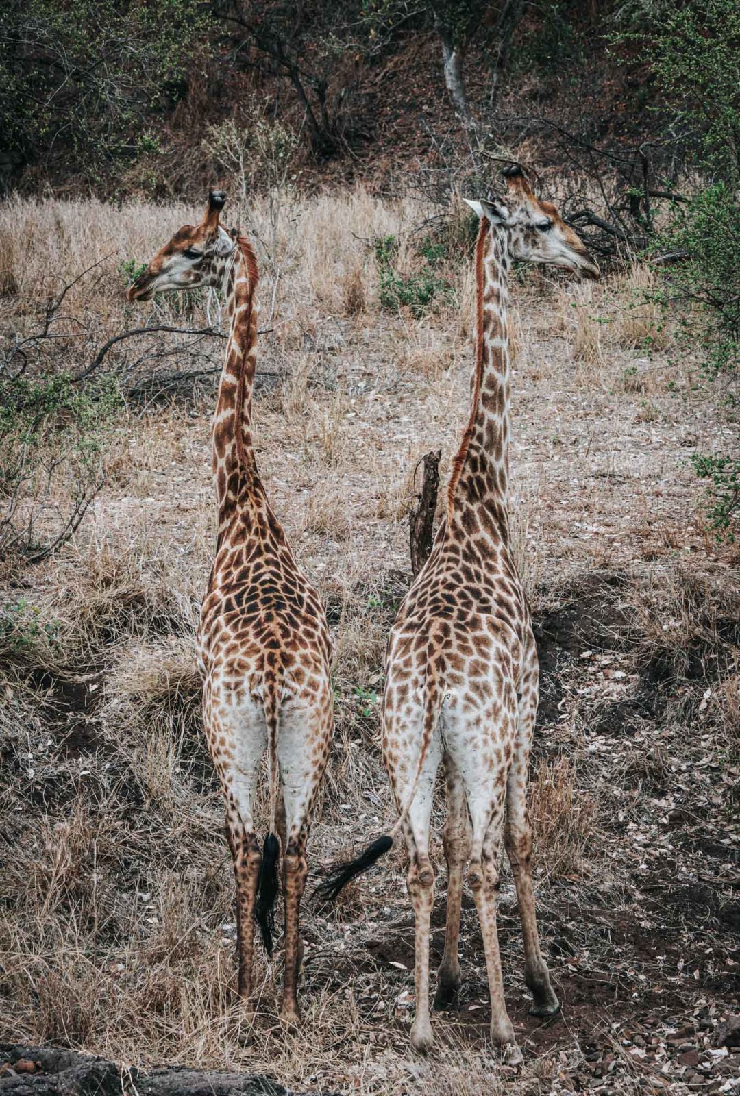 South Africa Kruger Singita safari giraffe 03218