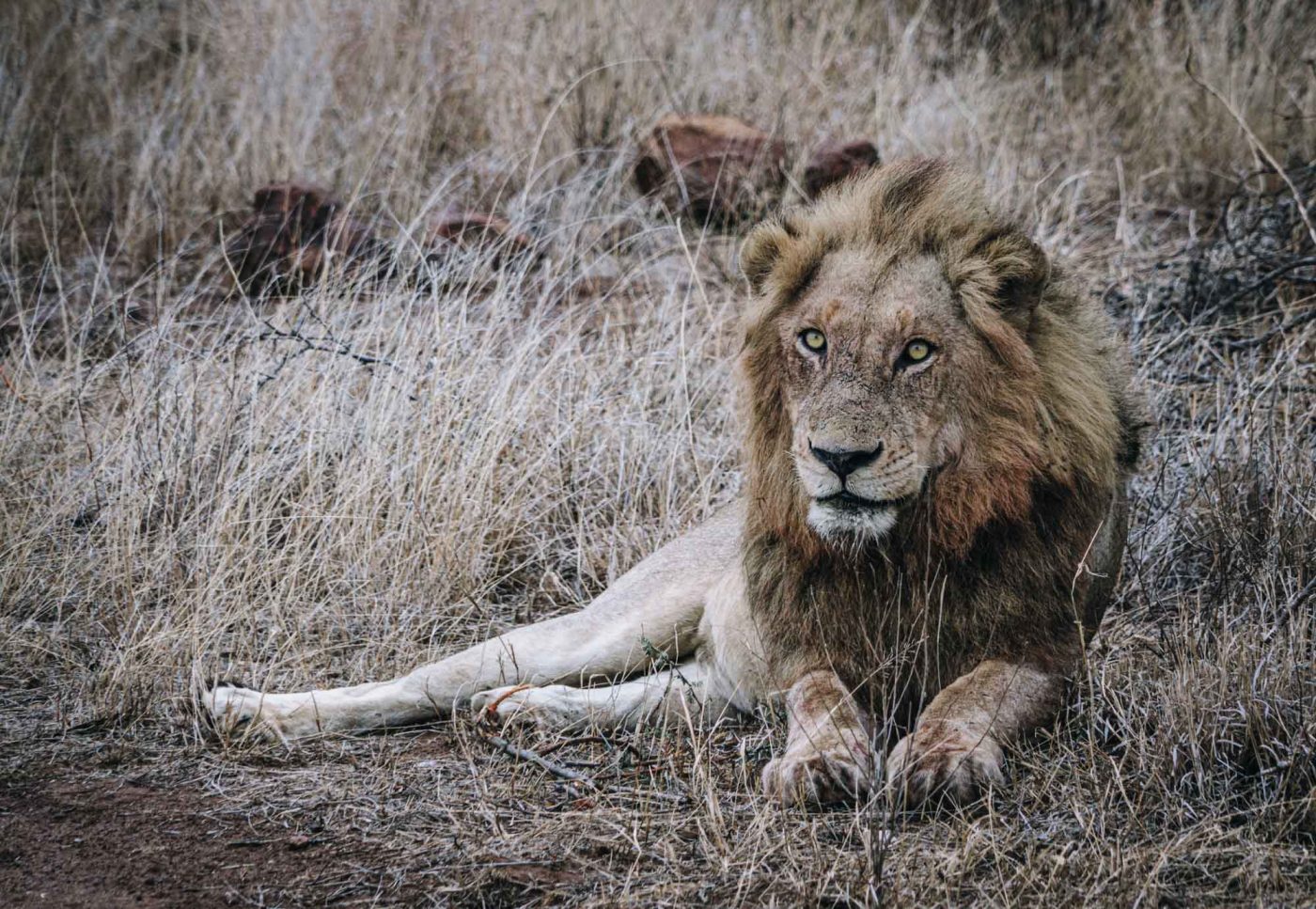 South Africa Kruger Singita safari lion 03201