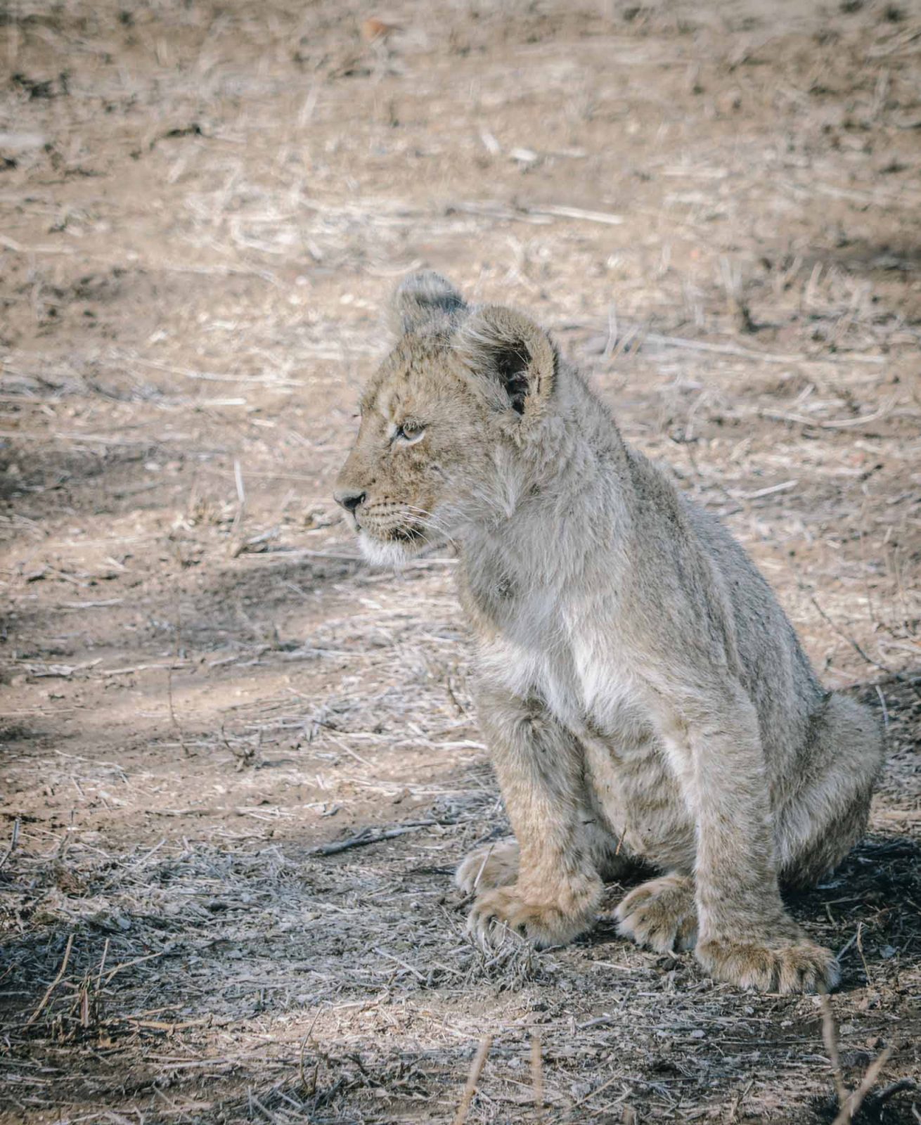 South Africa Kruger Singita safari lion cub 02920