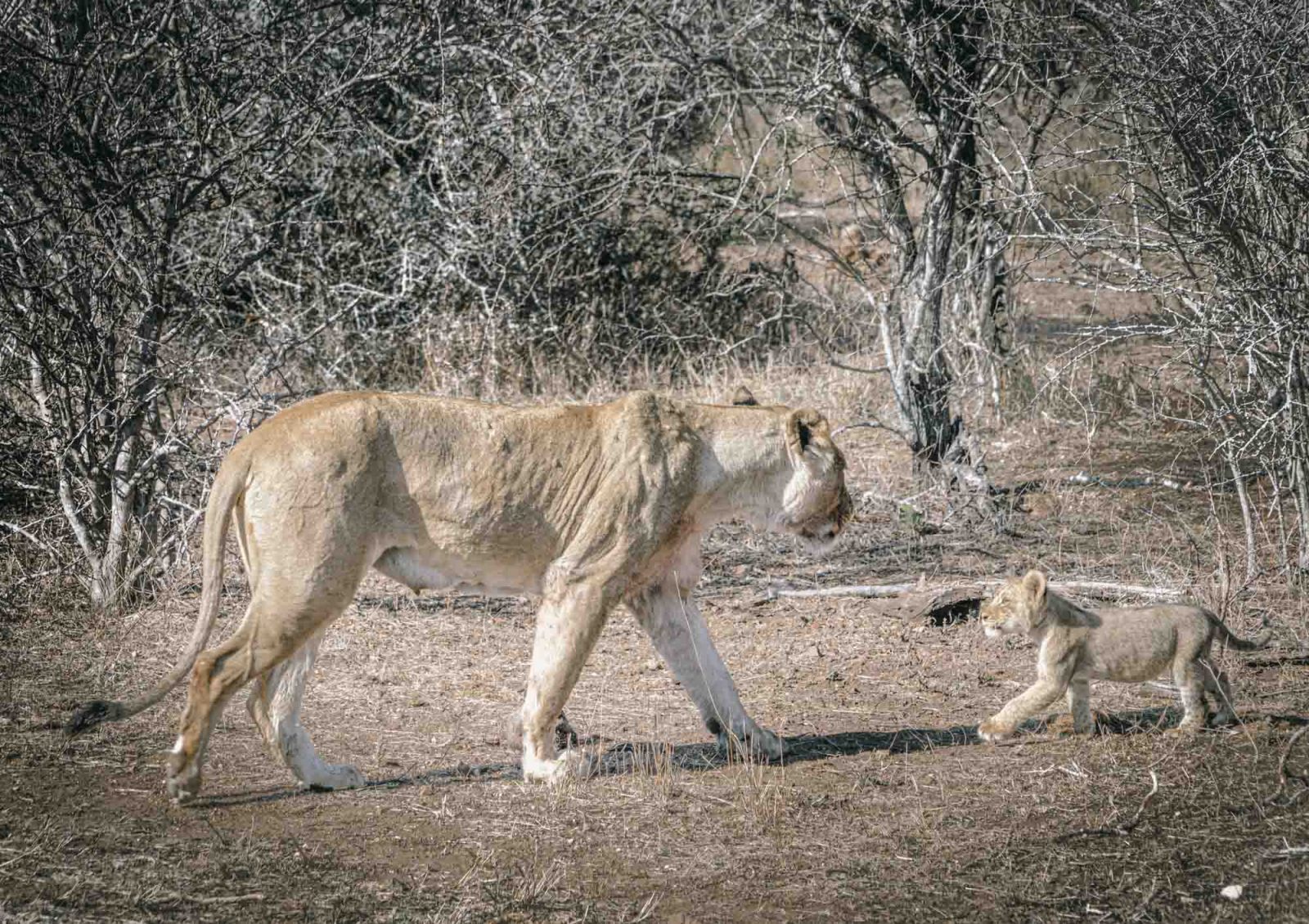 South Africa Kruger Singita safari lions 02930