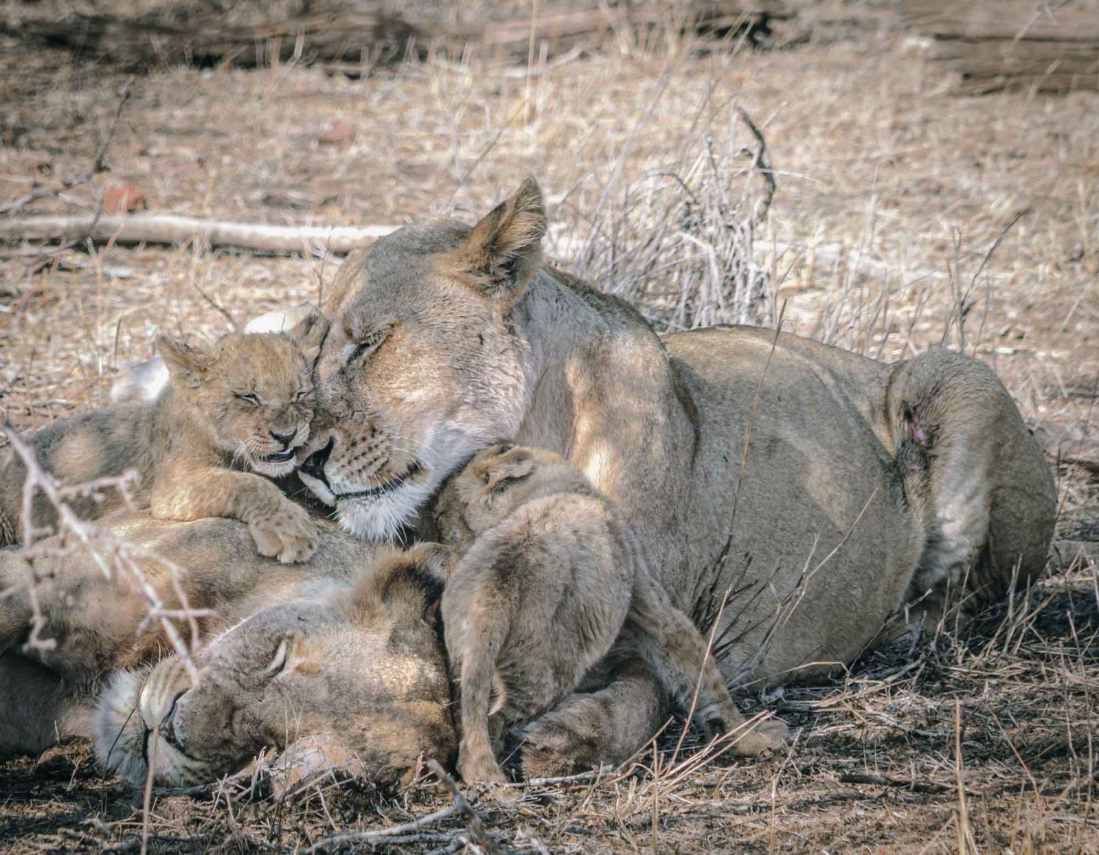 South Africa Kruger Singita safari lions 02956