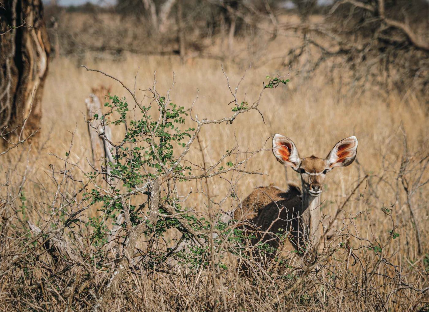 South Africa Kruger Singita safari steenbok 02906