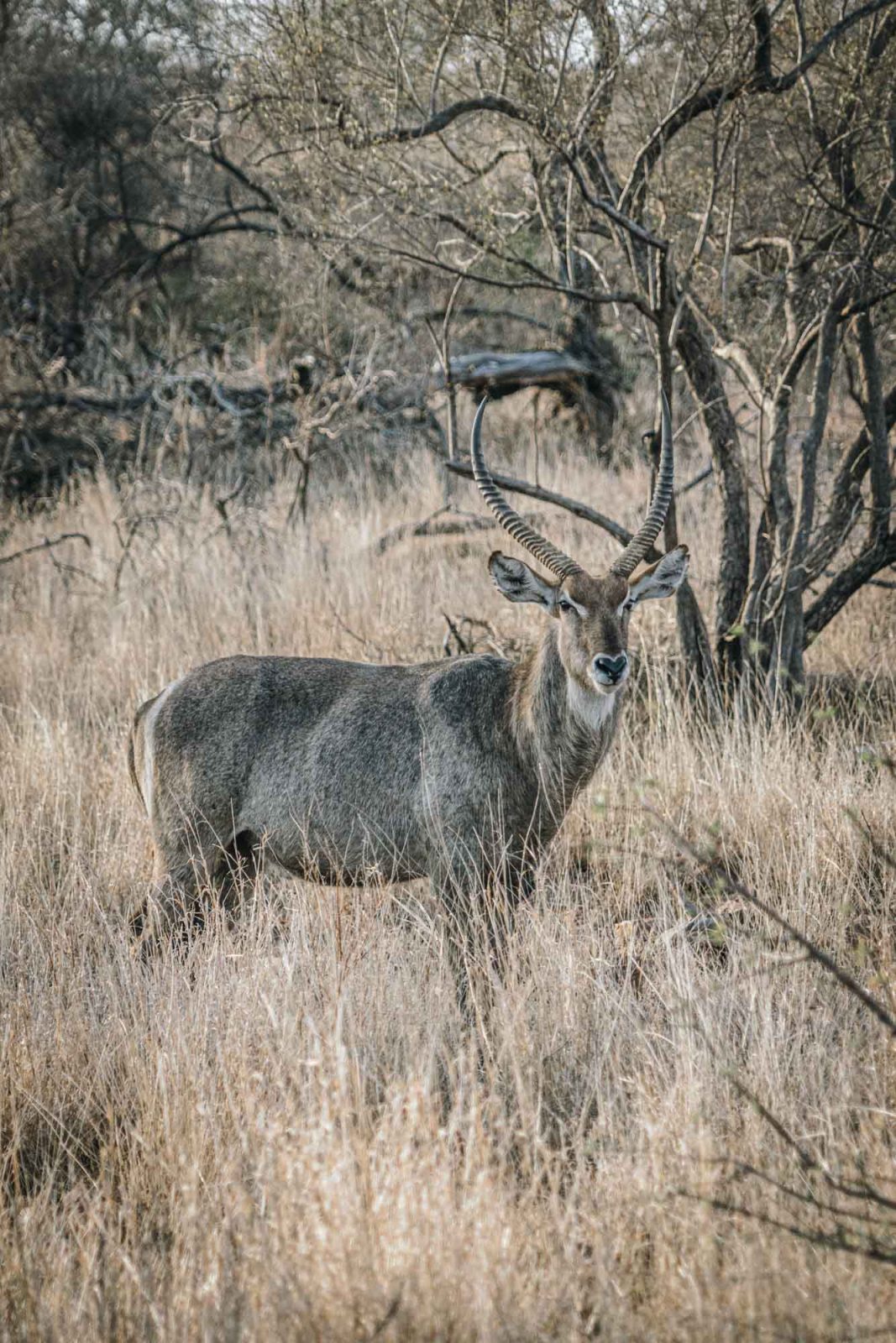 South Africa Kruger Singita safari waterbuck 02818