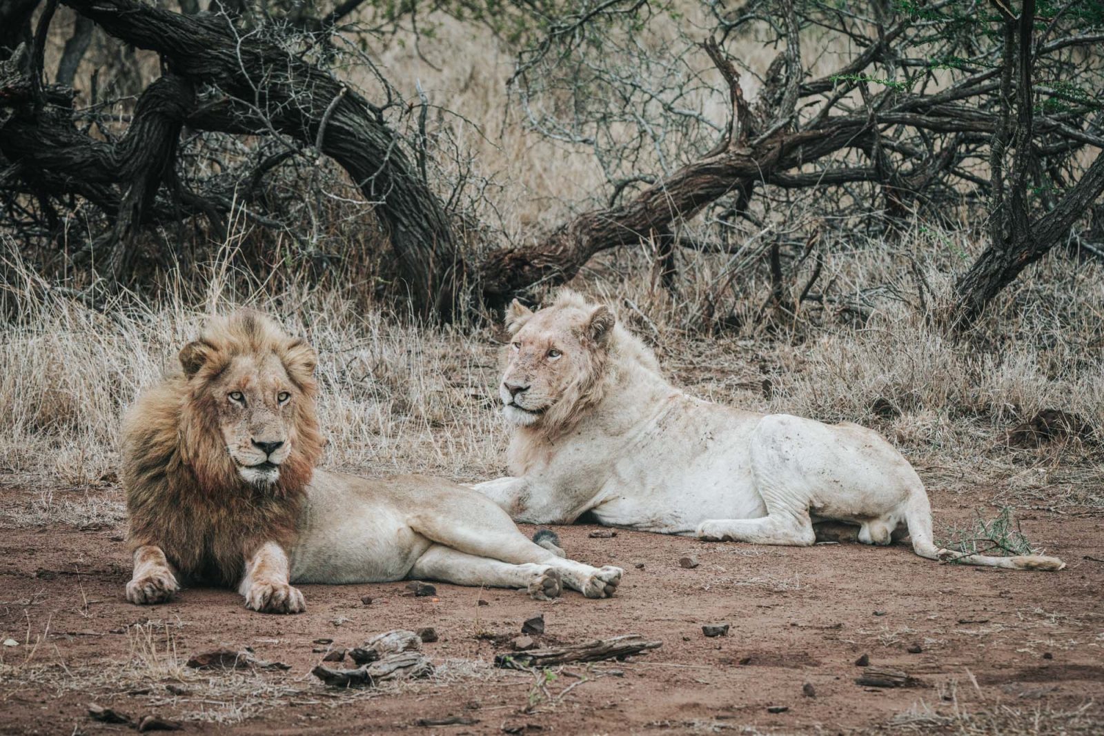 White lion spotted on a safari during our stay at Singita Sweti Lodge
