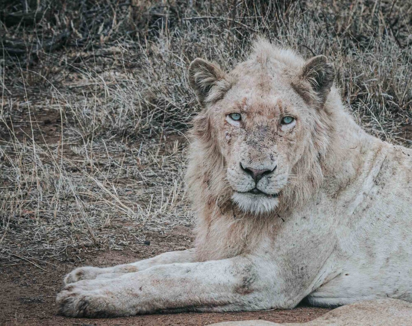 South Africa Kruger Singita safari white lion 03166