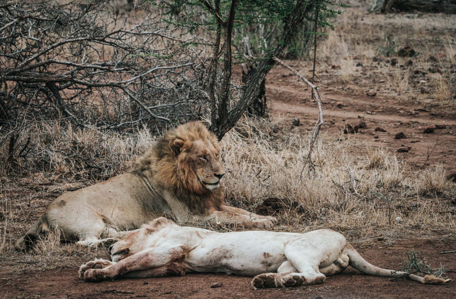 South Africa Kruger Singita safari white lion 03195