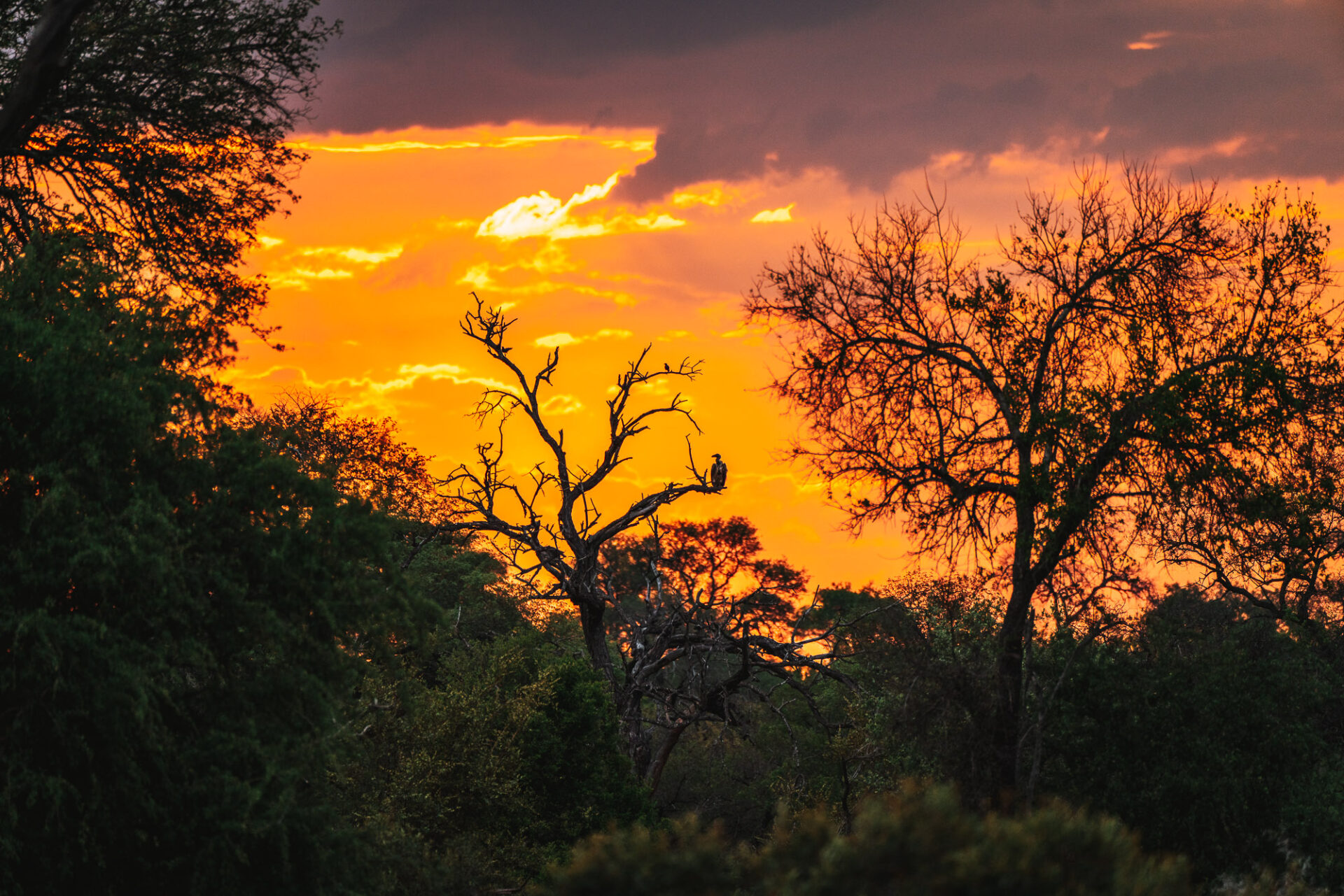South Africa Kruger Timbavati Umlani safari bird sunset 00832
