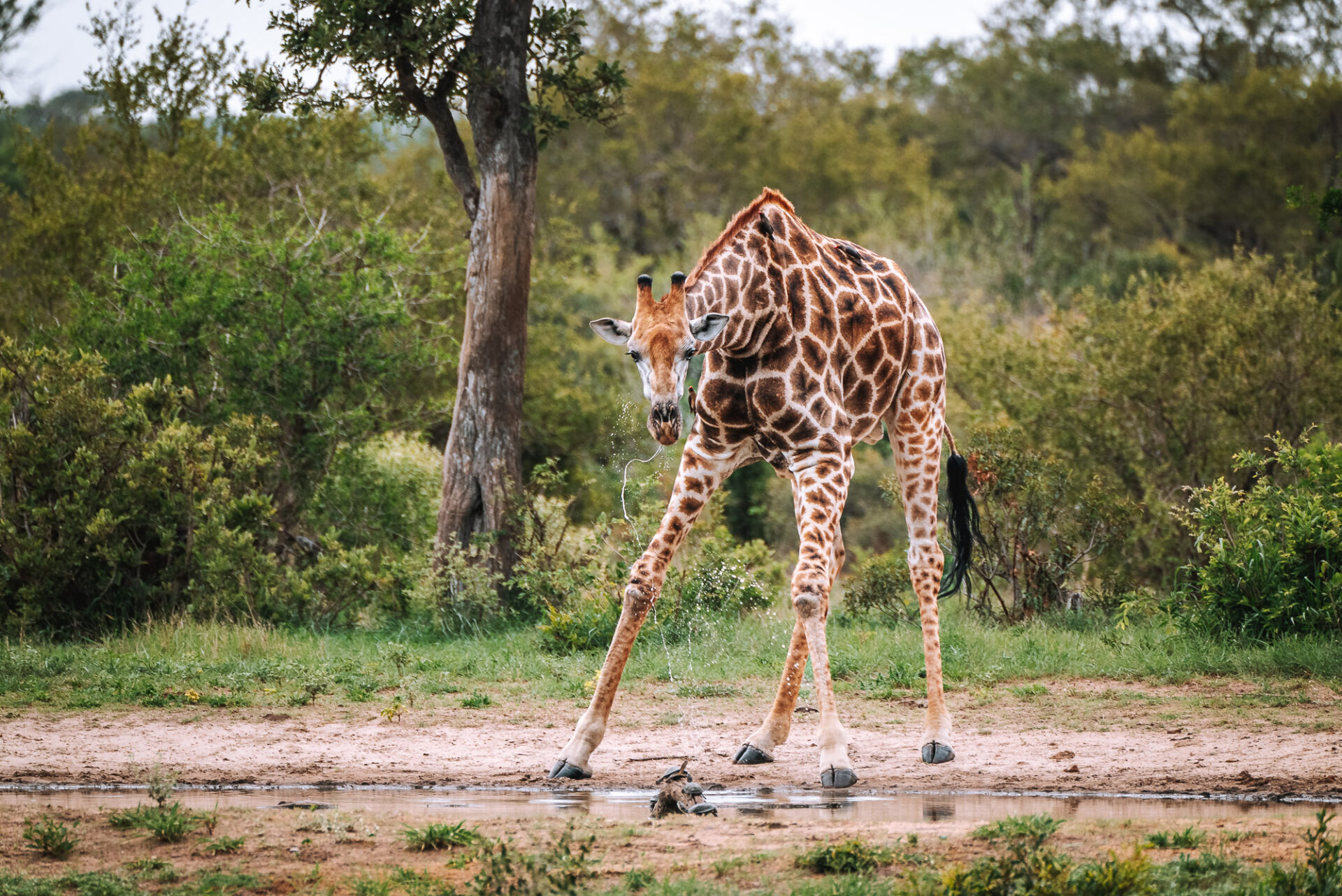 South Africa Kruger Timbavati Umlani safari giraffe 05504