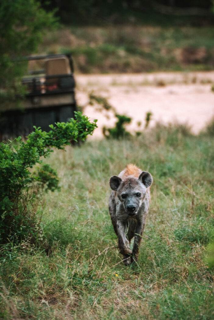 South Africa Kruger Timbavati Umlani safari hyena 05560