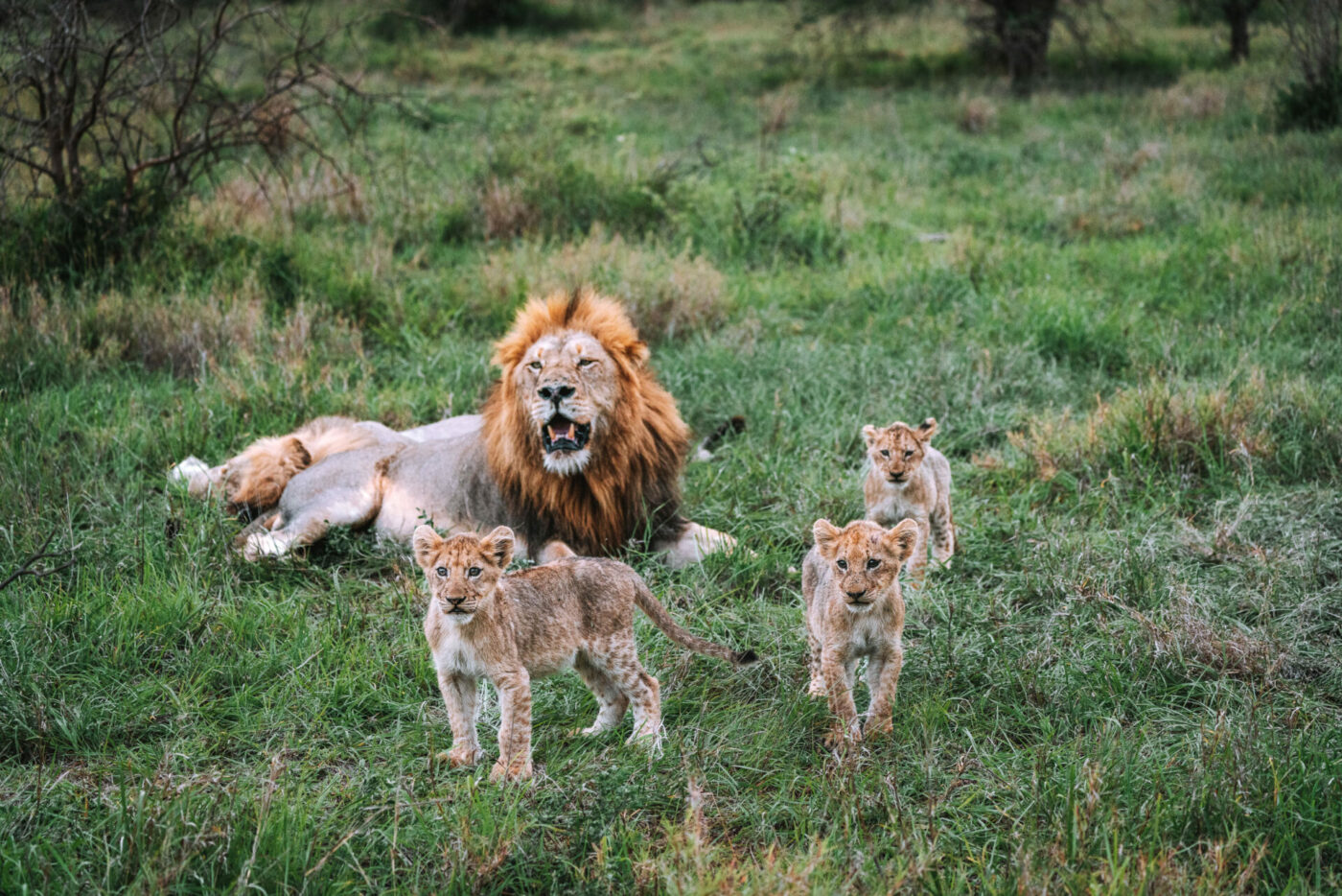 South Africa Kruger Timbavati Umlani safari lions-00933