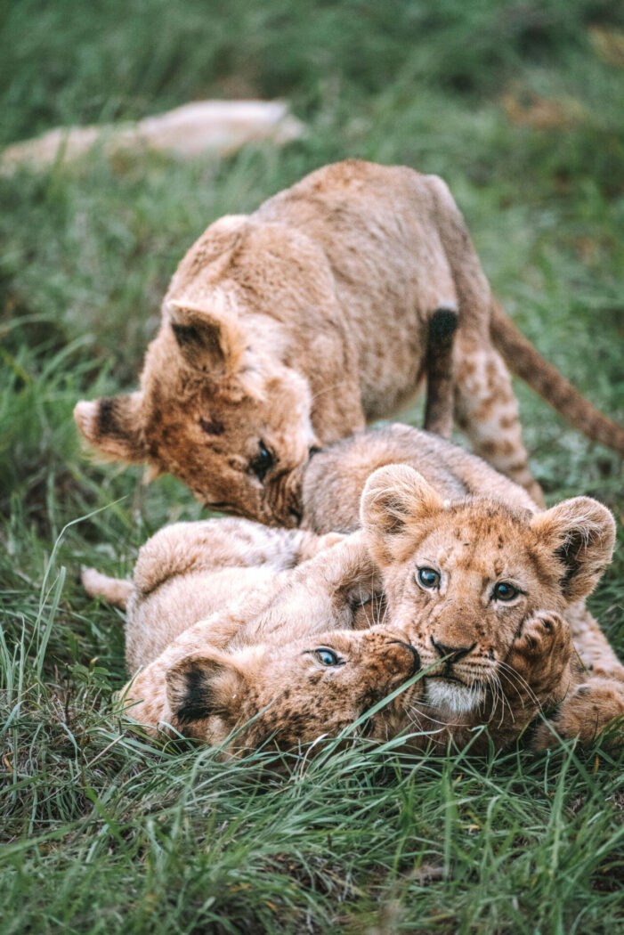 South Africa Kruger Timbavati Umlani safari lions 00952