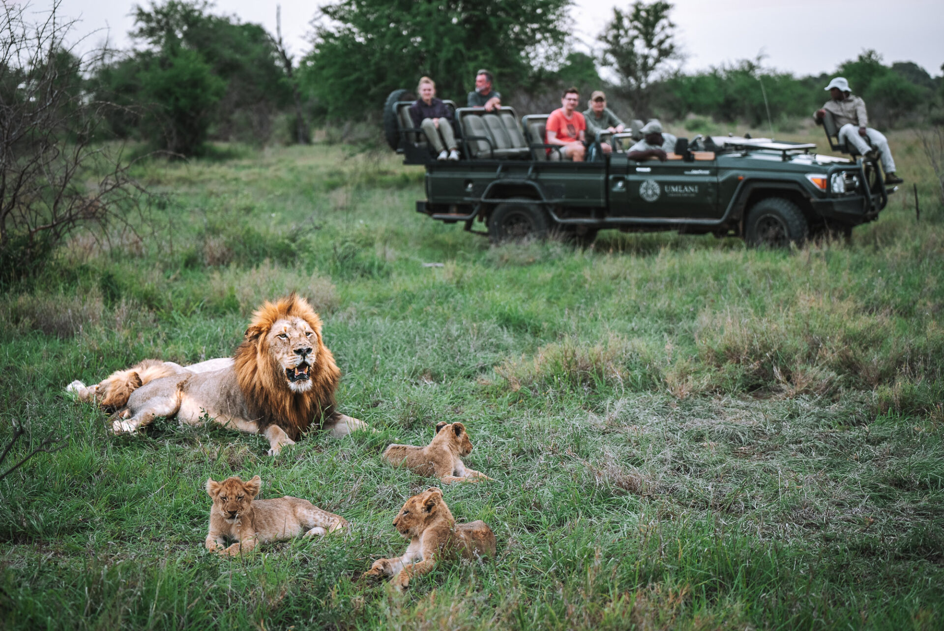 South Africa Kruger Timbavati Umlani safari lions 05624