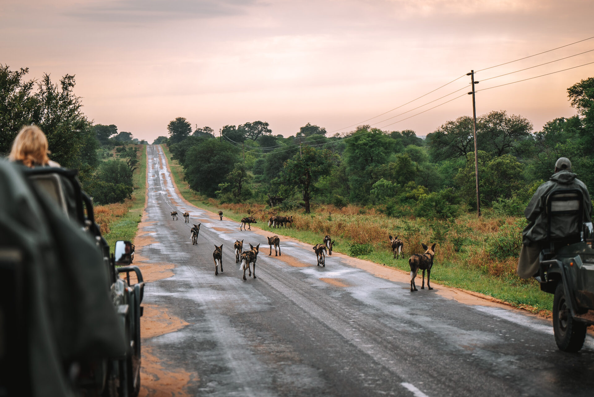 Following a pack of African wild dogs while on safari at Umlani Bush Camp
