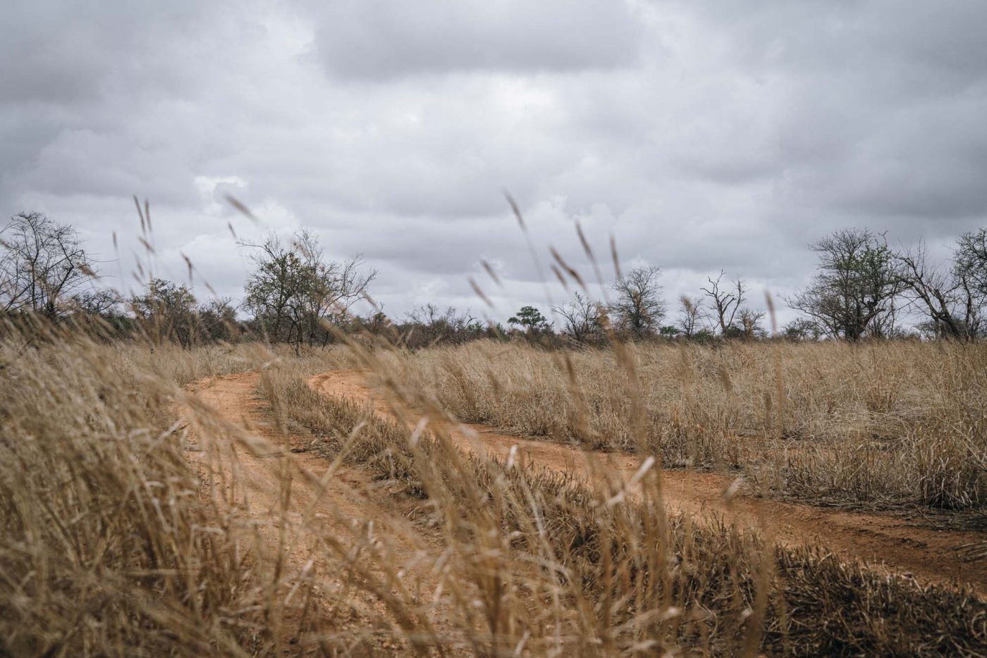 Unspoiled wilderness of Timbavati Nature Reserve