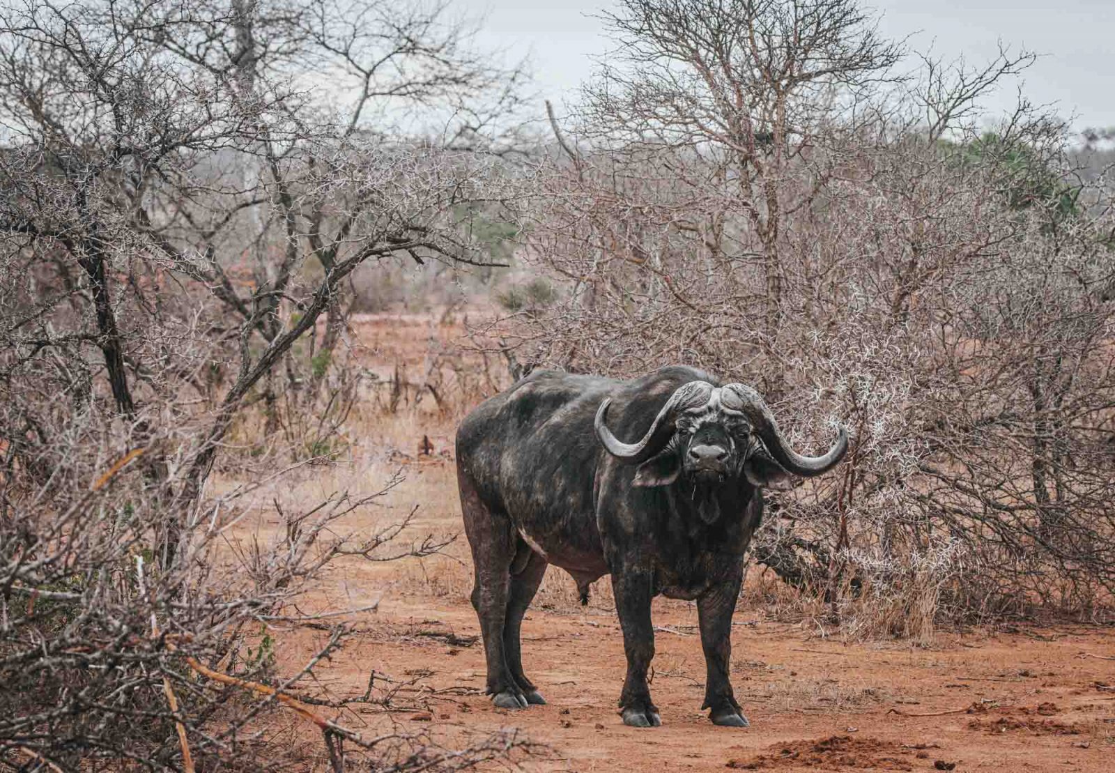 South Africa Kruger Timbavati safari buffalo 02267