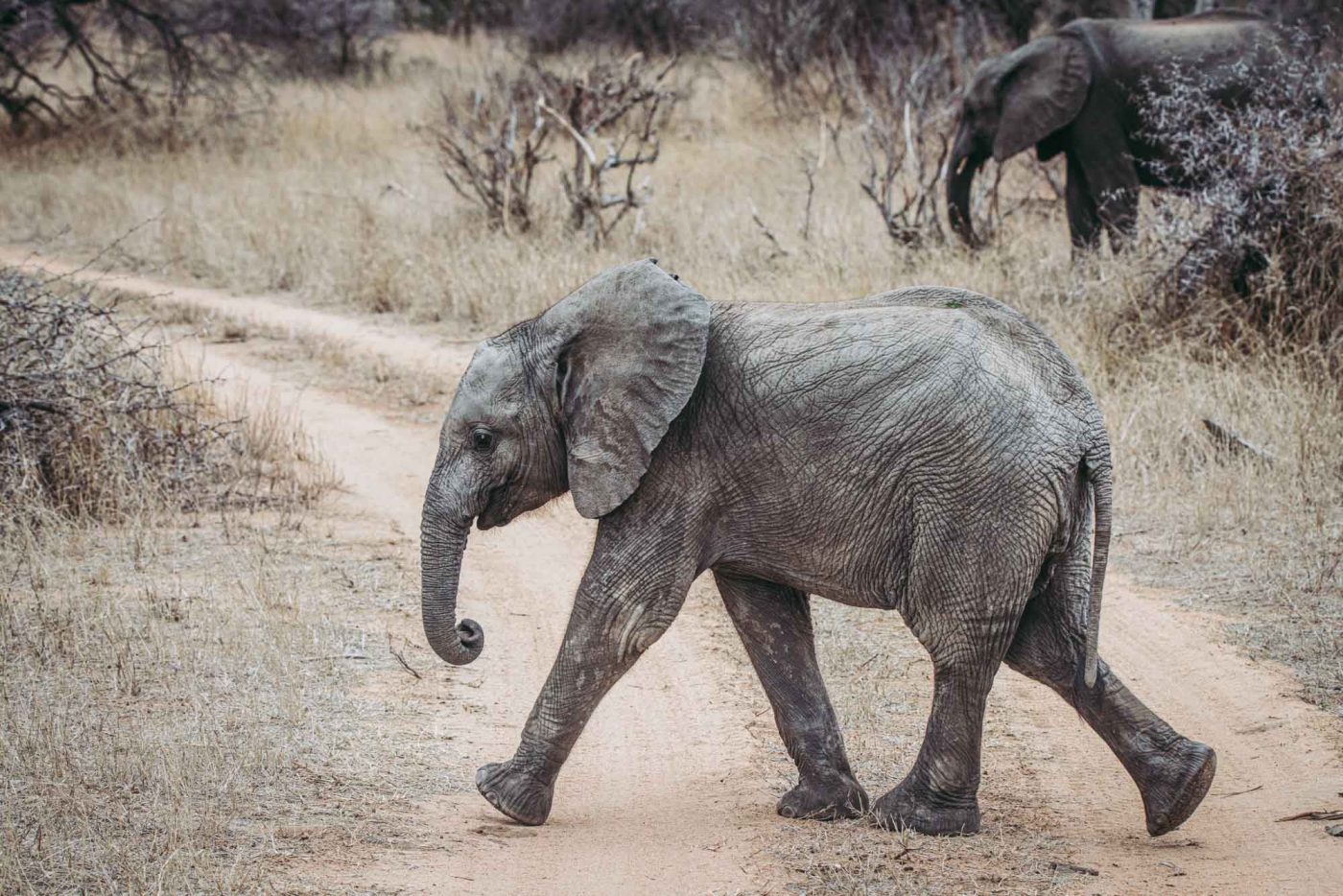 South Africa Kruger Timbavati safari elephant 02254 1