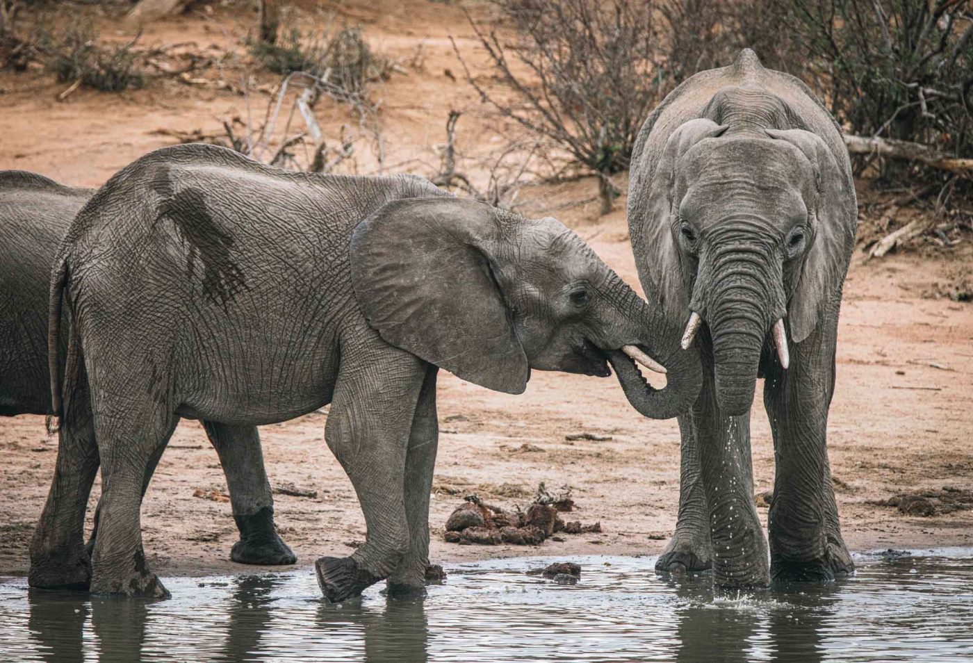 South Africa Kruger Timbavati safari elephants 02274