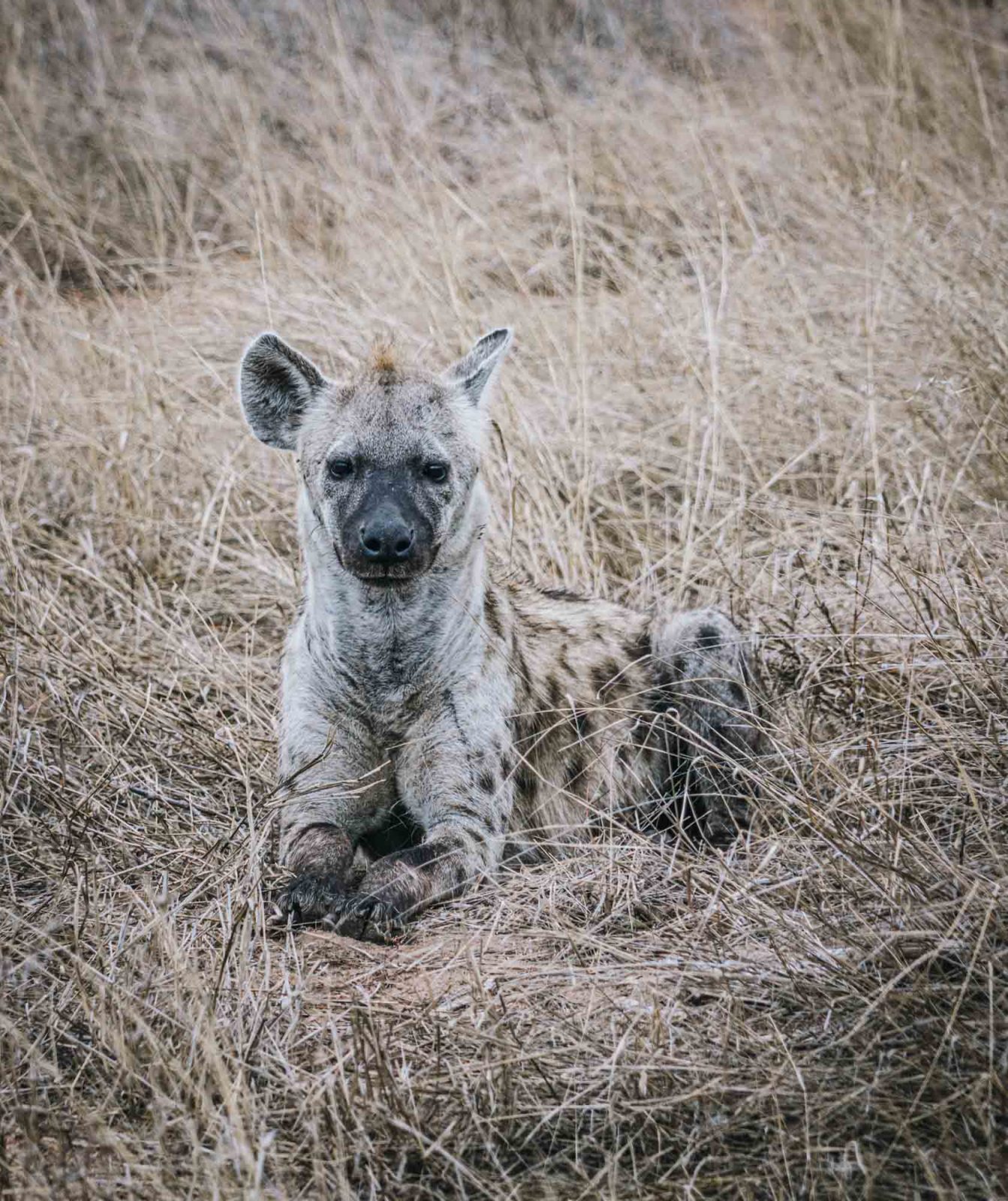 South Africa Kruger Timbavati safari hyena 02527