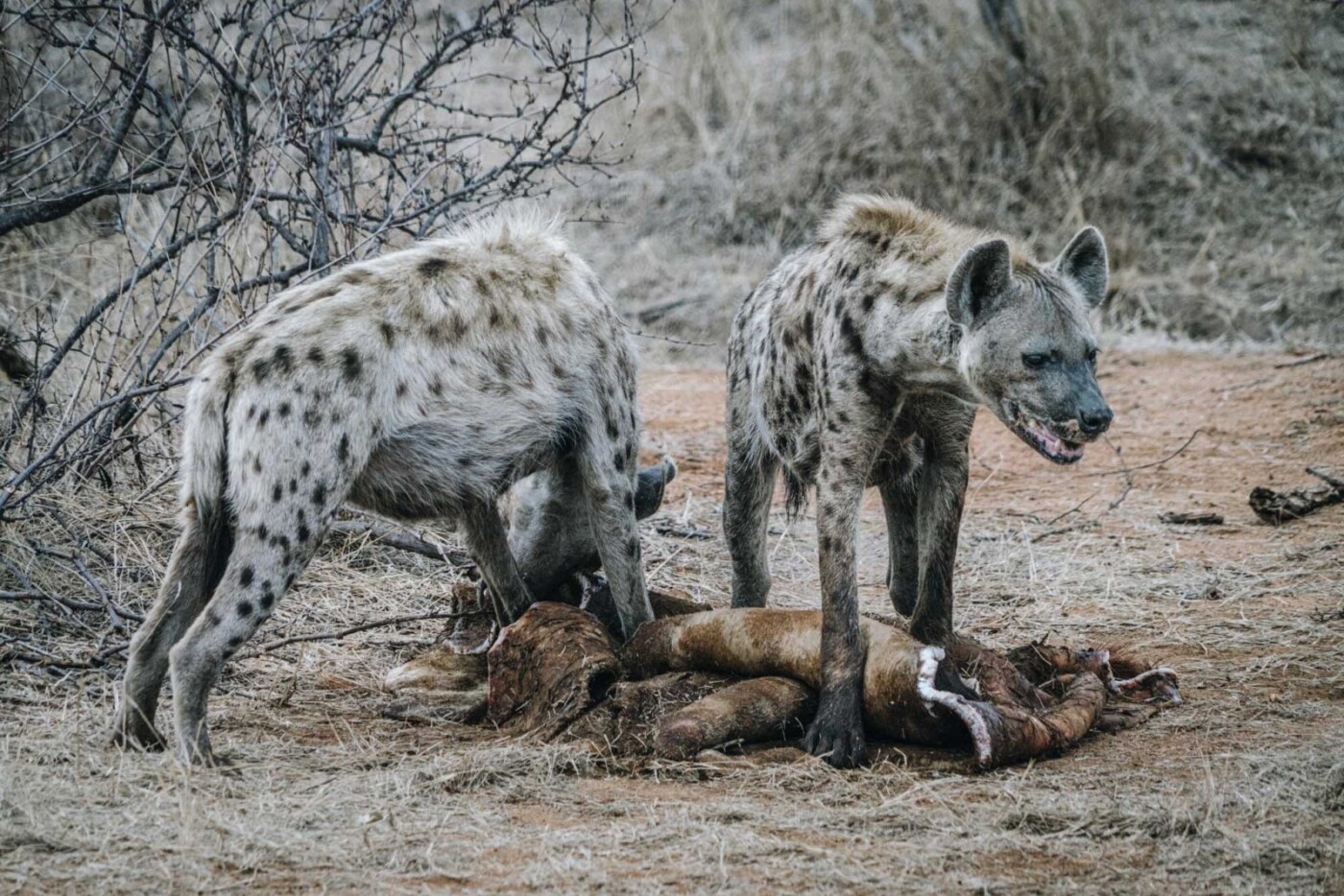 Hyenas crunching on giraffe kill after the lions had left