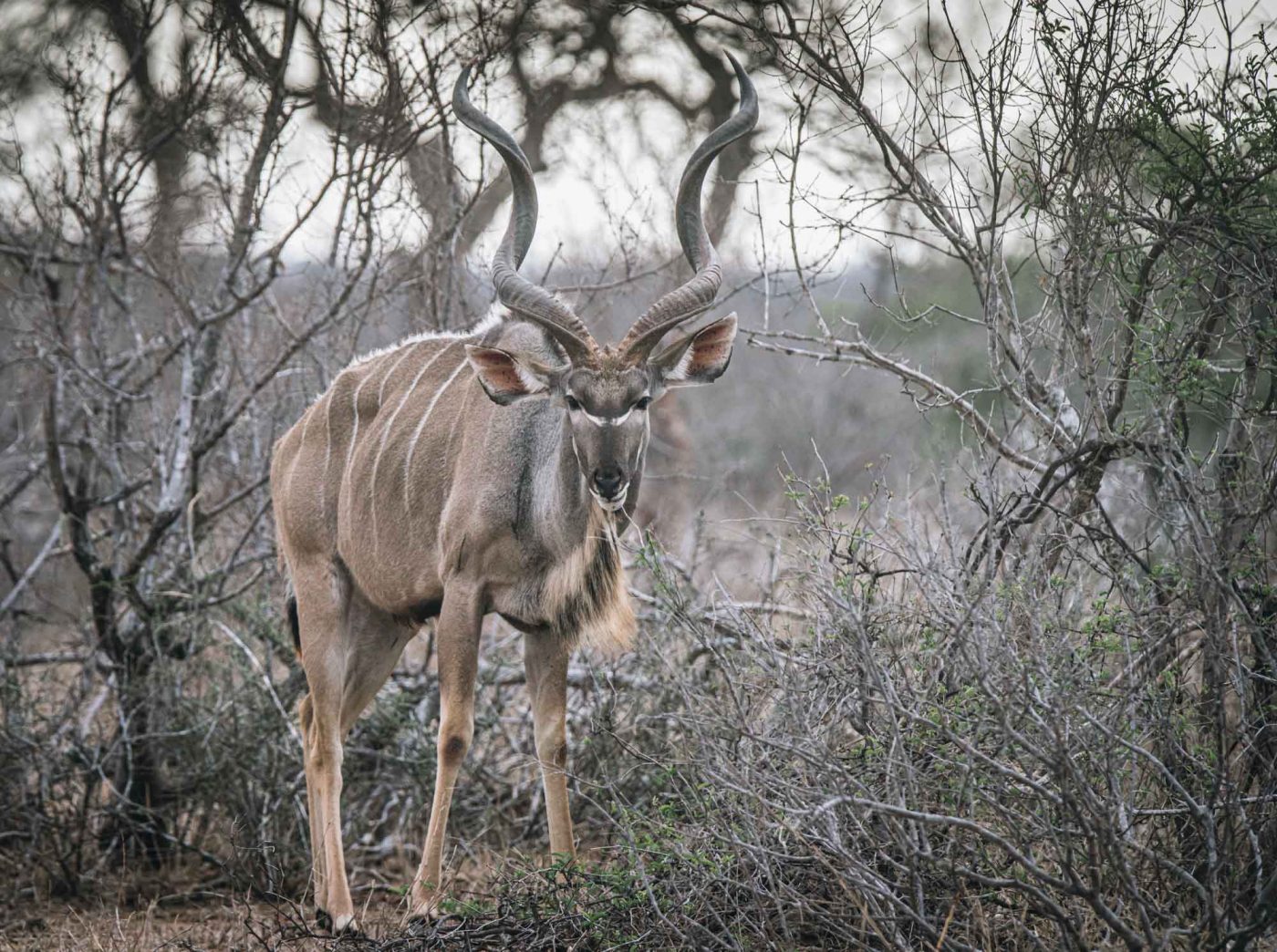 South Africa Kruger Timbavati safari kudu 02299