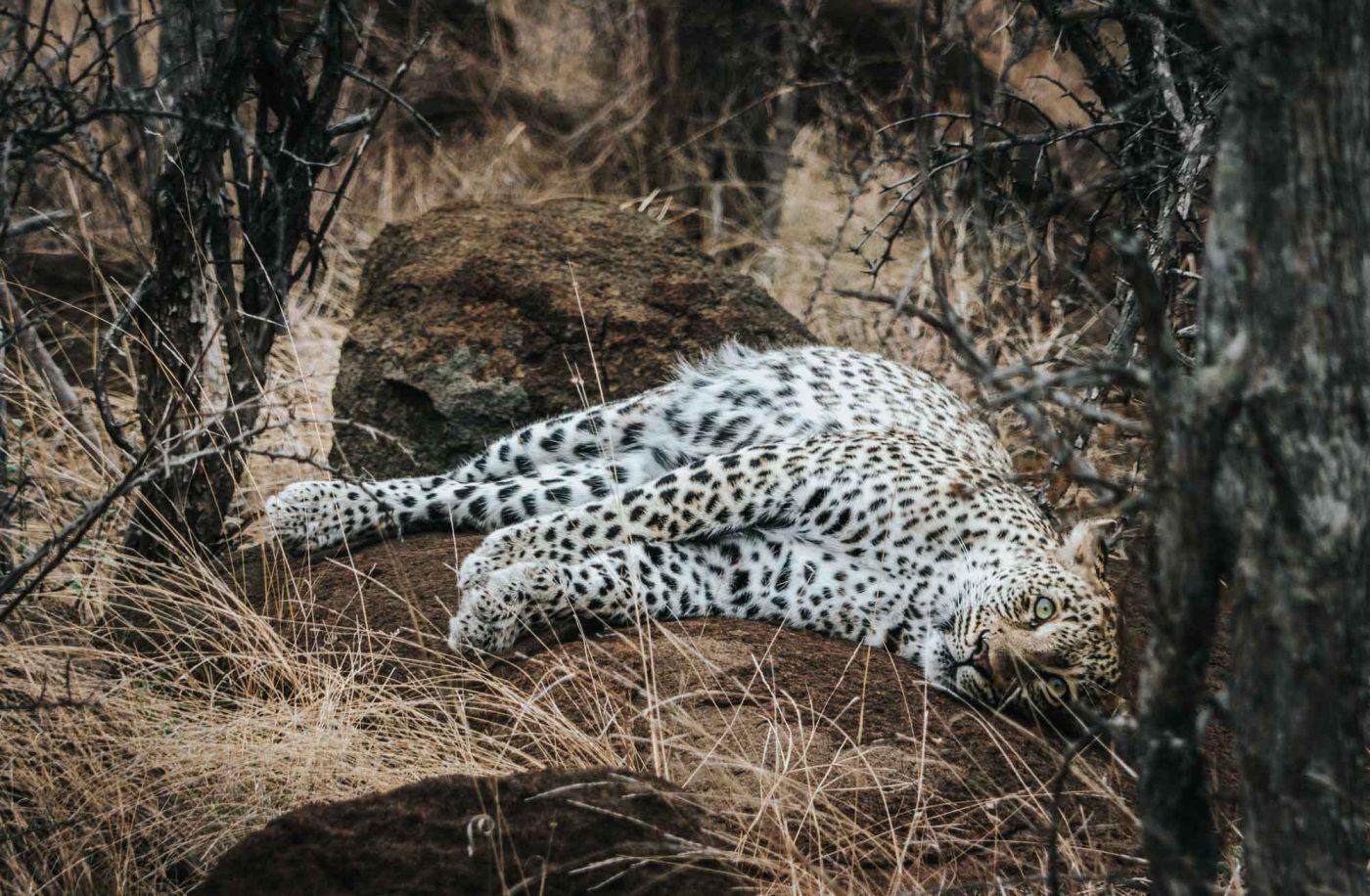 South Africa Kruger Timbavati safari leopard 02539