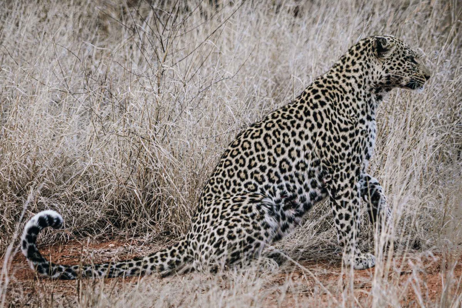 South Africa Kruger Timbavati safari leopard 02709