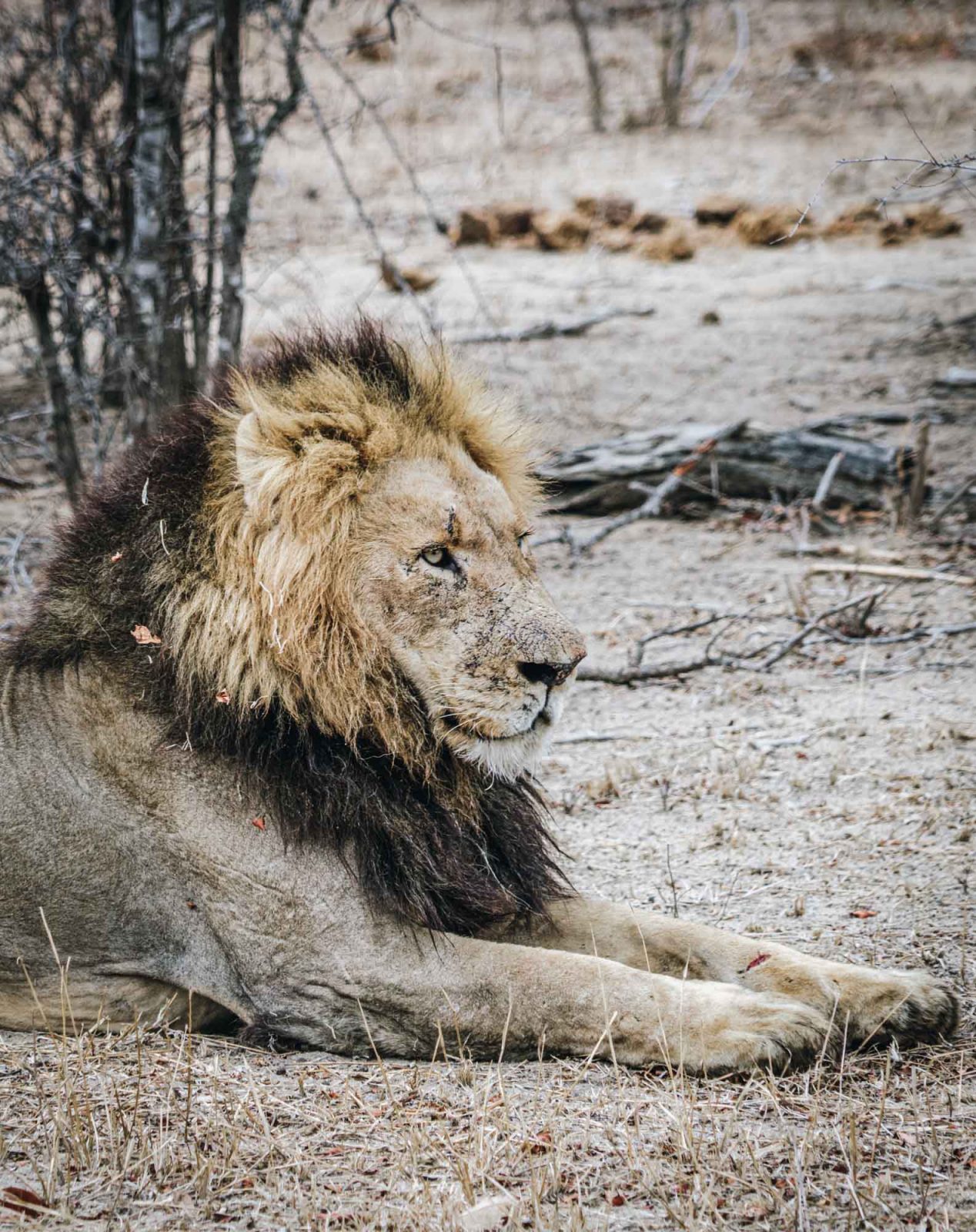 South Africa Kruger Timbavati safari lion 02389