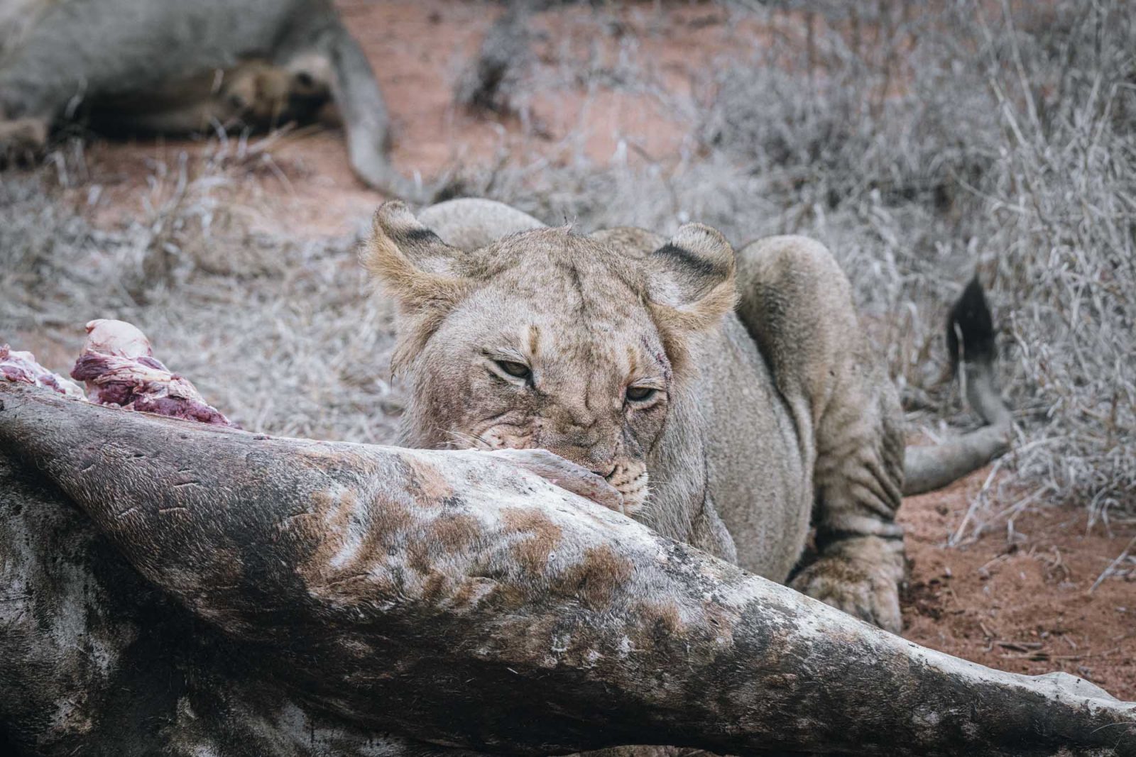 South Africa Kruger Timbavati safari lion kill 02370